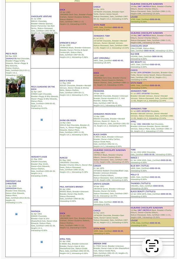 flashy-rocky-mountain-horse