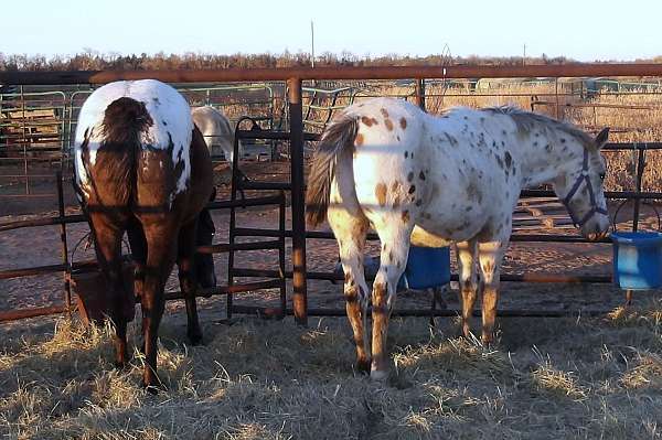 buckskin-leopard-spots-horse