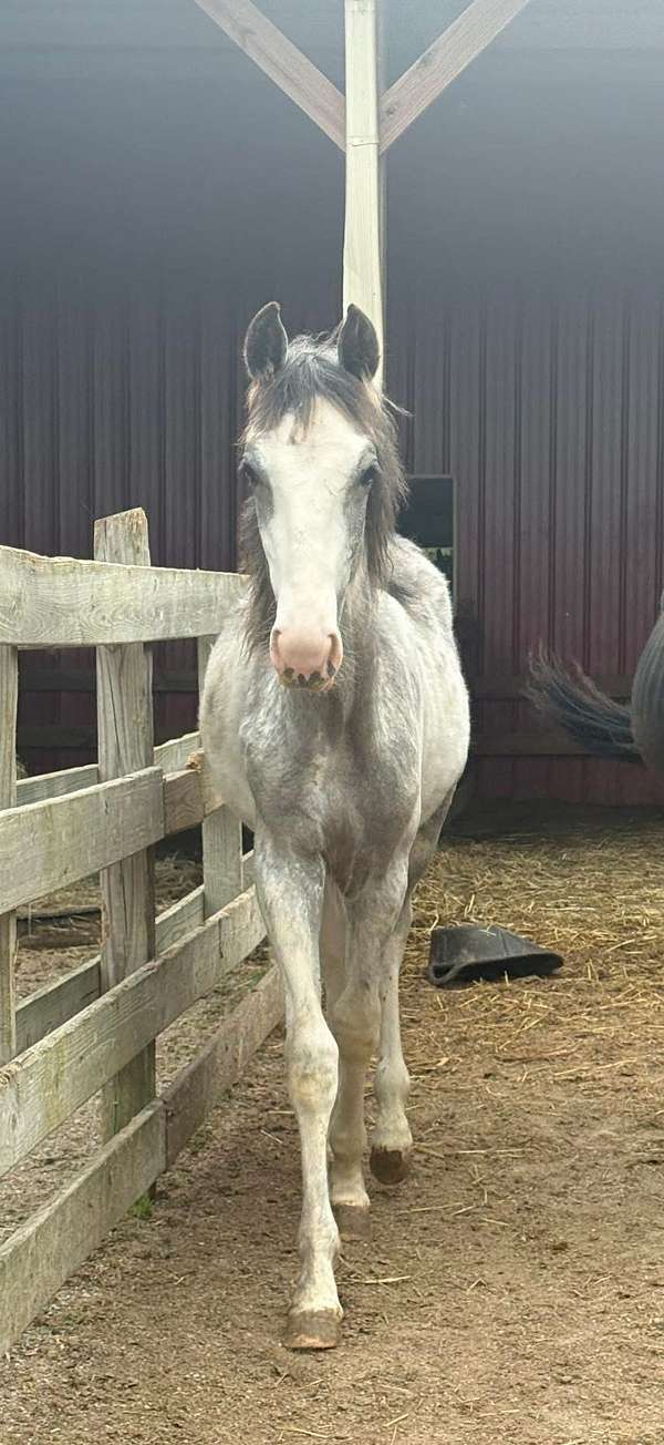 sabino-racking-colt