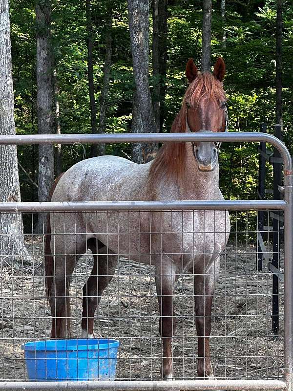 13-hand-racking-colt