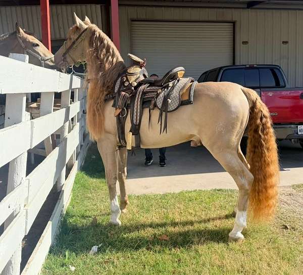 black-double-pearl-andalusian-horse