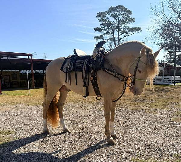 black-double-pearl-horse