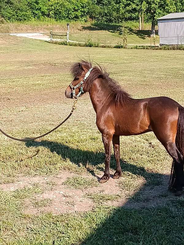 amha-amhr-arabian-stallion