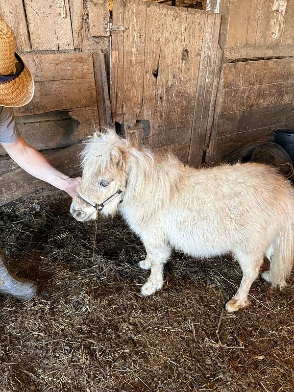6-hand-miniature-colt