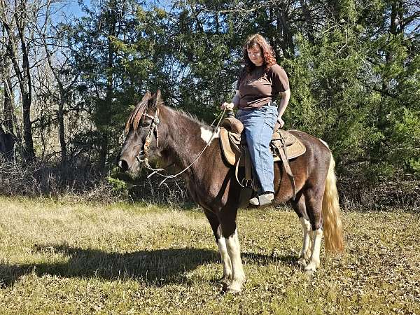 husband-safe-spotted-saddle-horse