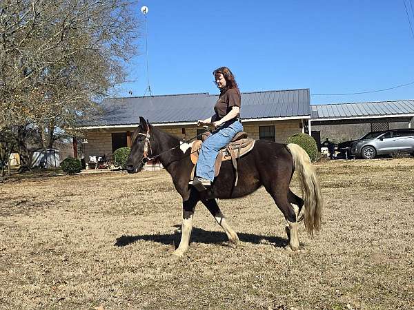 kid-safe-spotted-saddle-horse