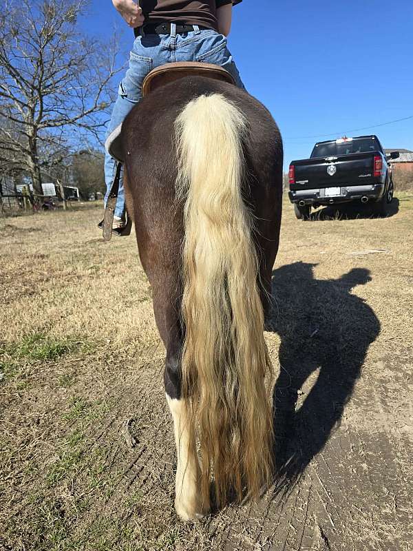 trail-riding-spotted-saddle-horse