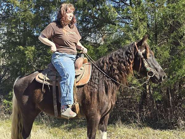 gaited-mare