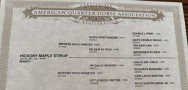 bay-horsemanship-horse