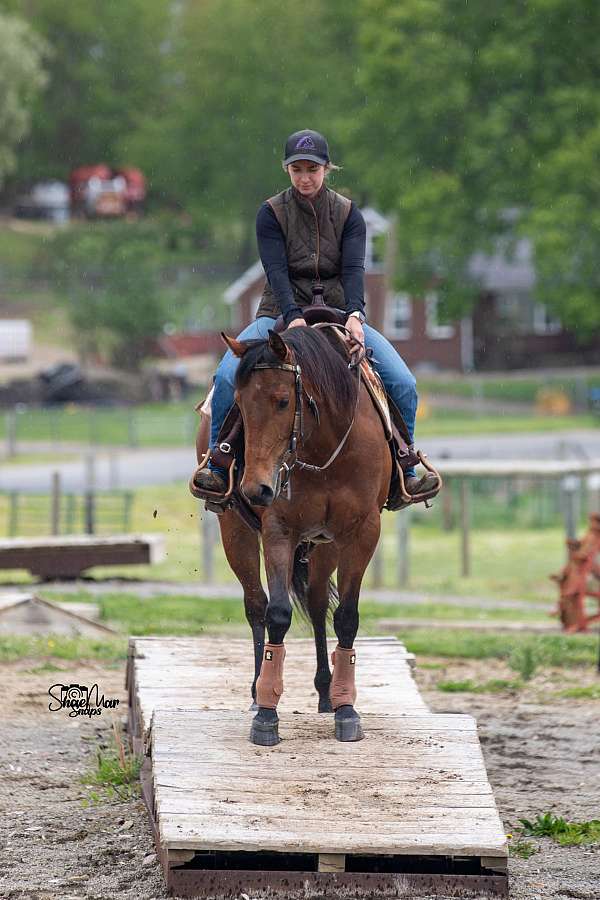 advanced-quarter-horse