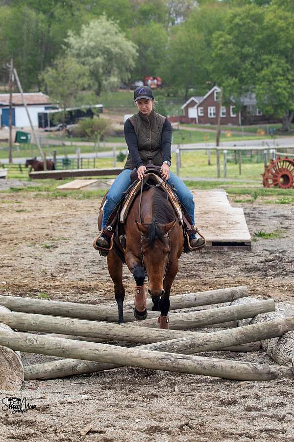 aqha-quarter-horse