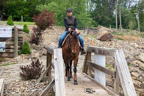 aqha-bay-mare-quarter-horse
