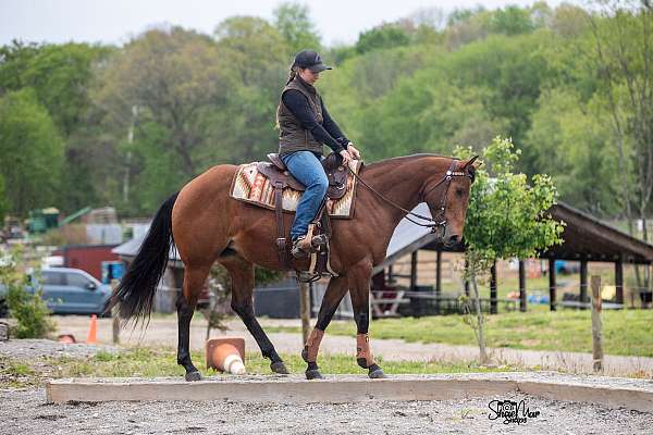 aqha-mare-quarter-horse