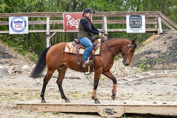 arena-quarter-horse