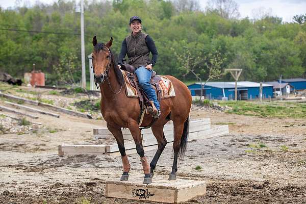 bay-quarter-horse