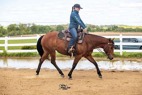 quarter-horse-mare