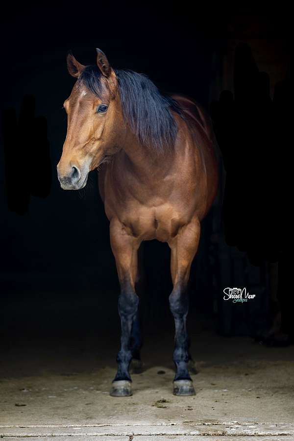 quarter-horse-for-sale