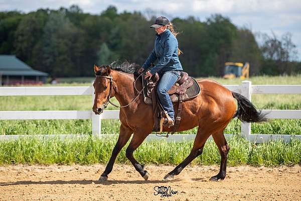 quarter-horse