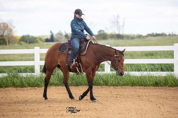 bay-cross-horse