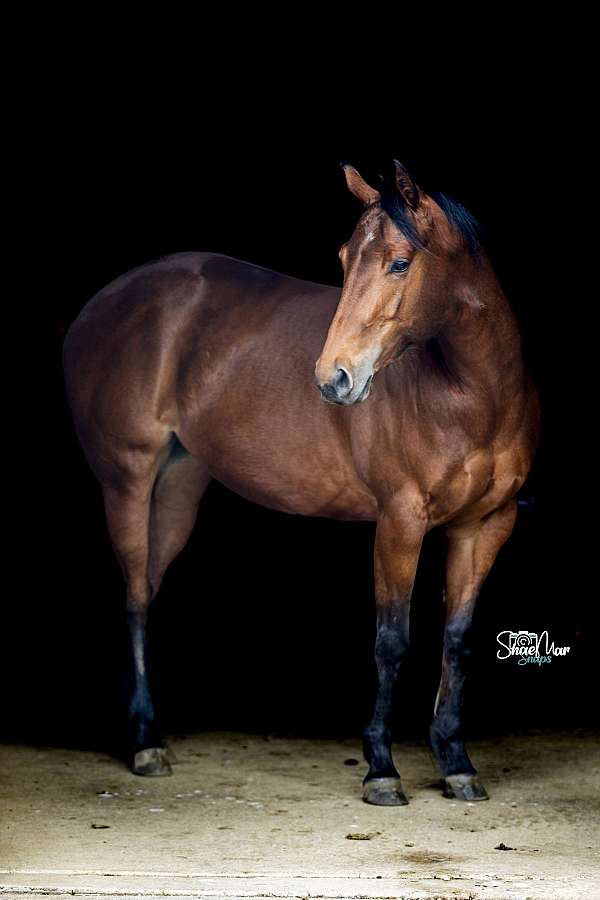 bay-dressage-horse