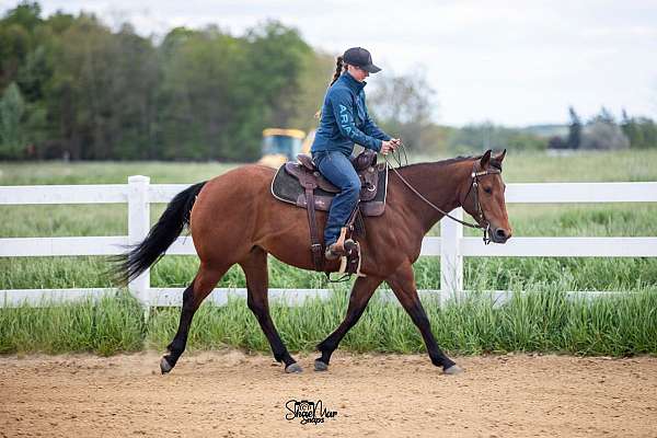 bay-mare-quarter-horse
