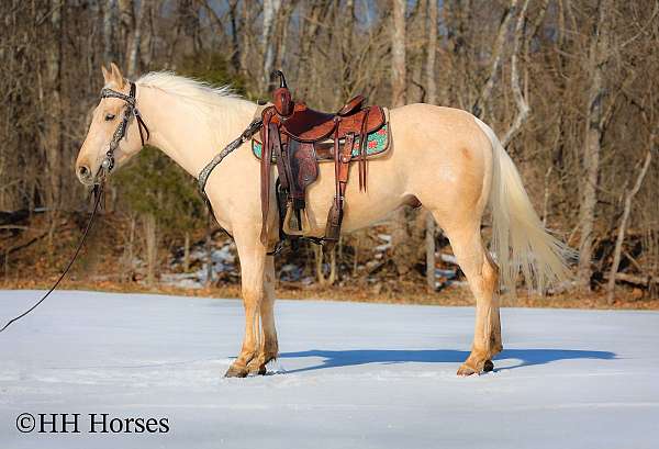 all-around-quarter-horse