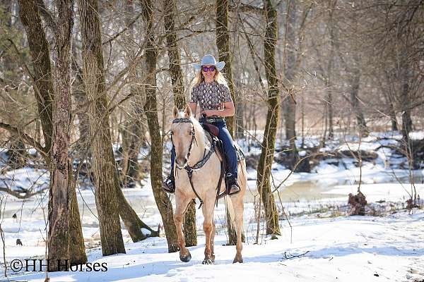 athletic-quarter-horse