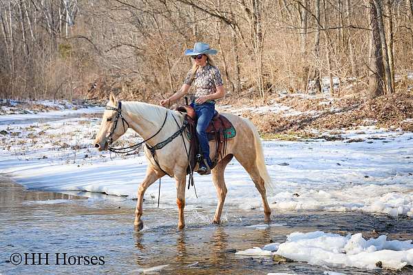 beginner-quarter-horse