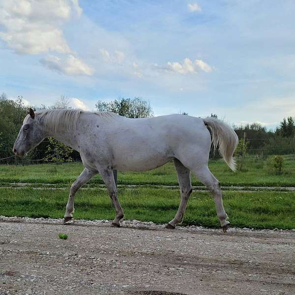 few-spots-lplp-horse