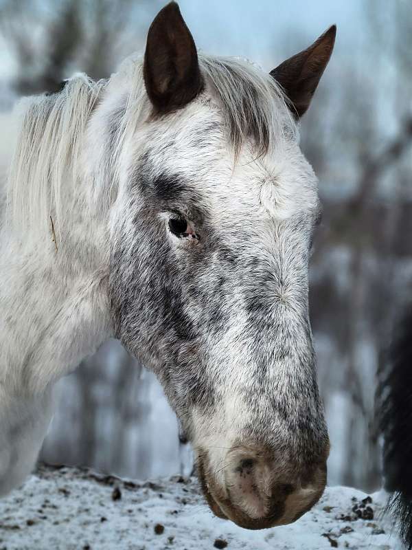 bay-few-spots-lplp-horse