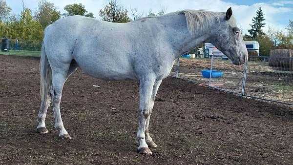proven-breeder-appaloosa-horse