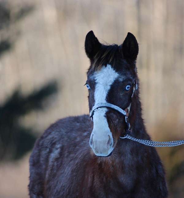blaze-4-white-socks-2-blue-eyes-horse