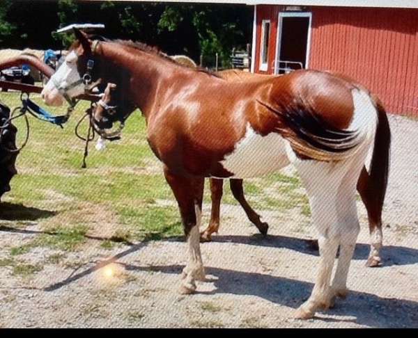 blaze-4-white-socks-2-blue-eyes