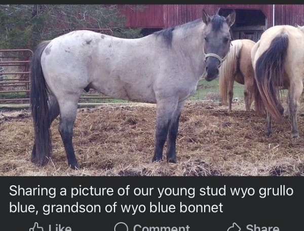 bay-roan-all-around-blue-eyed-horse