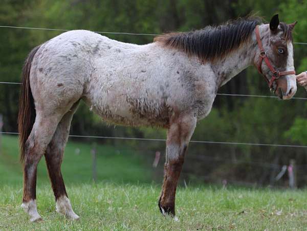 all-around-blue-eyed-mare