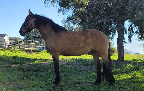 dorsal-strip-horse