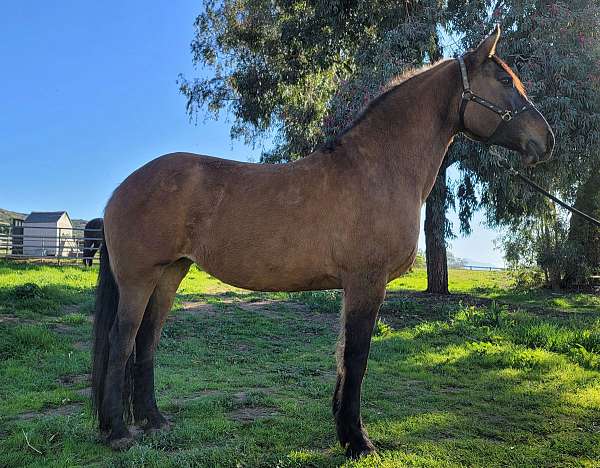 dun-dorsal-strip-horse