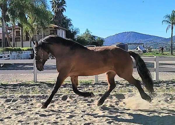 friesian-cross-horse