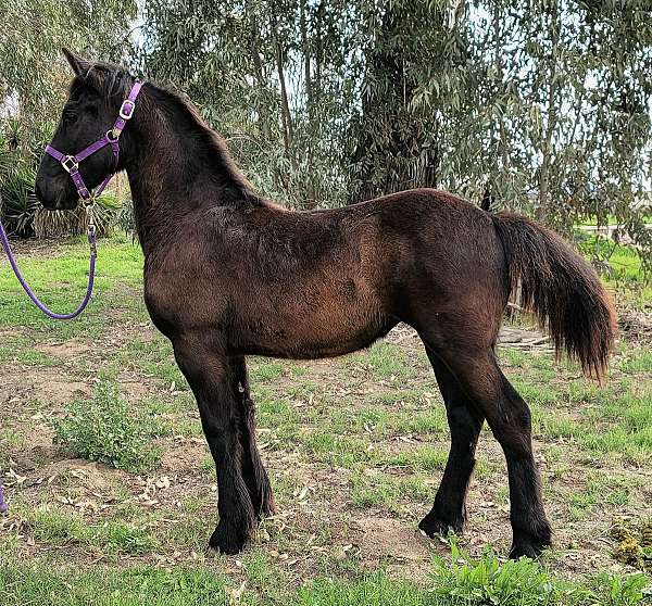 sport-horse-friesian