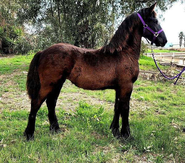 friesian-horse