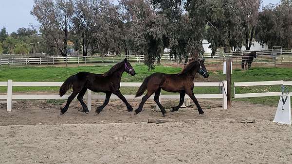 california-friesian-horse