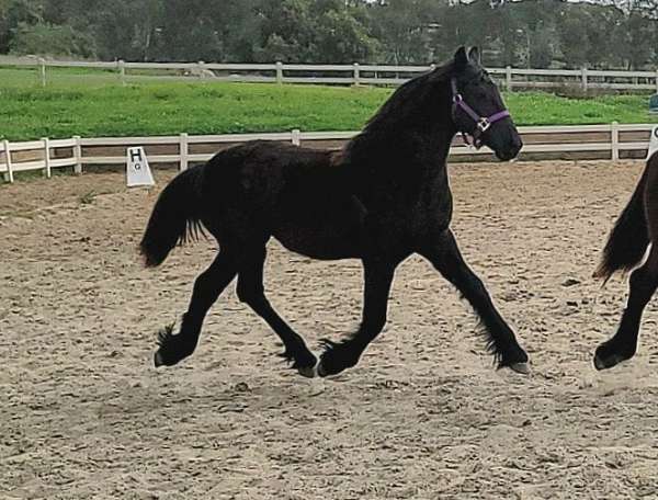 friesian-horse