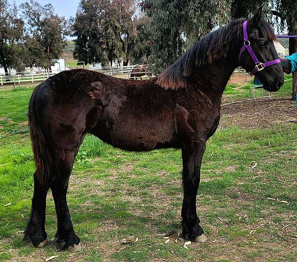 san-diego-filly