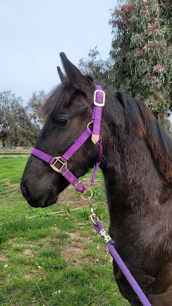 san-diego-friesian-horse