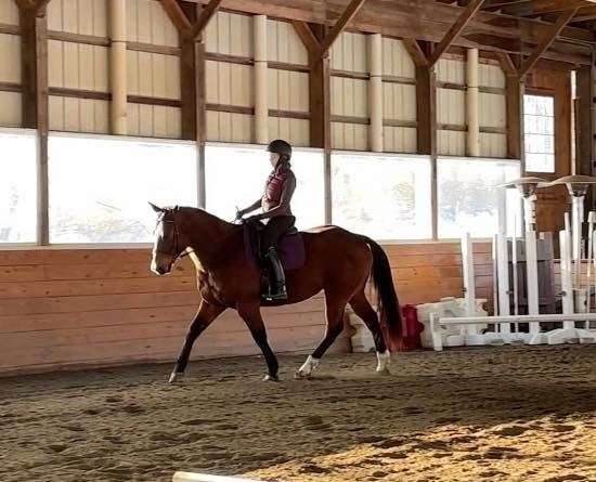 all-around-quarter-horse