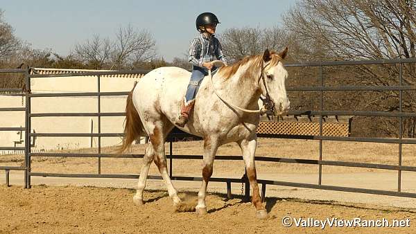 dressage-appaloosa-horse