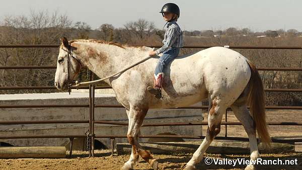 english-pleasure-appaloosa-horse