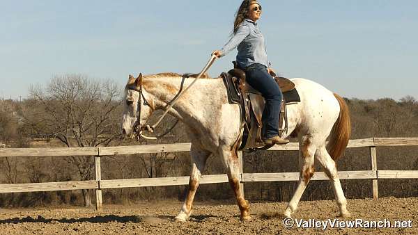 hunter-under-saddle-appaloosa-horse