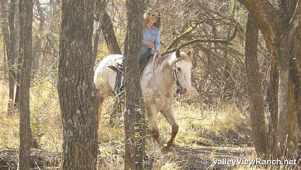 husband-safe-appaloosa-horse