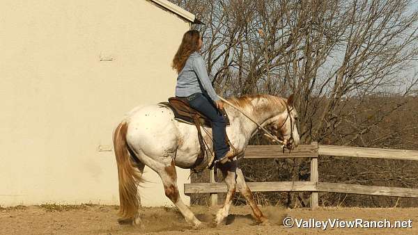 kid-safe-appaloosa-horse